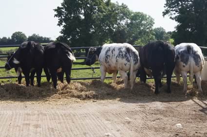 Brood cows